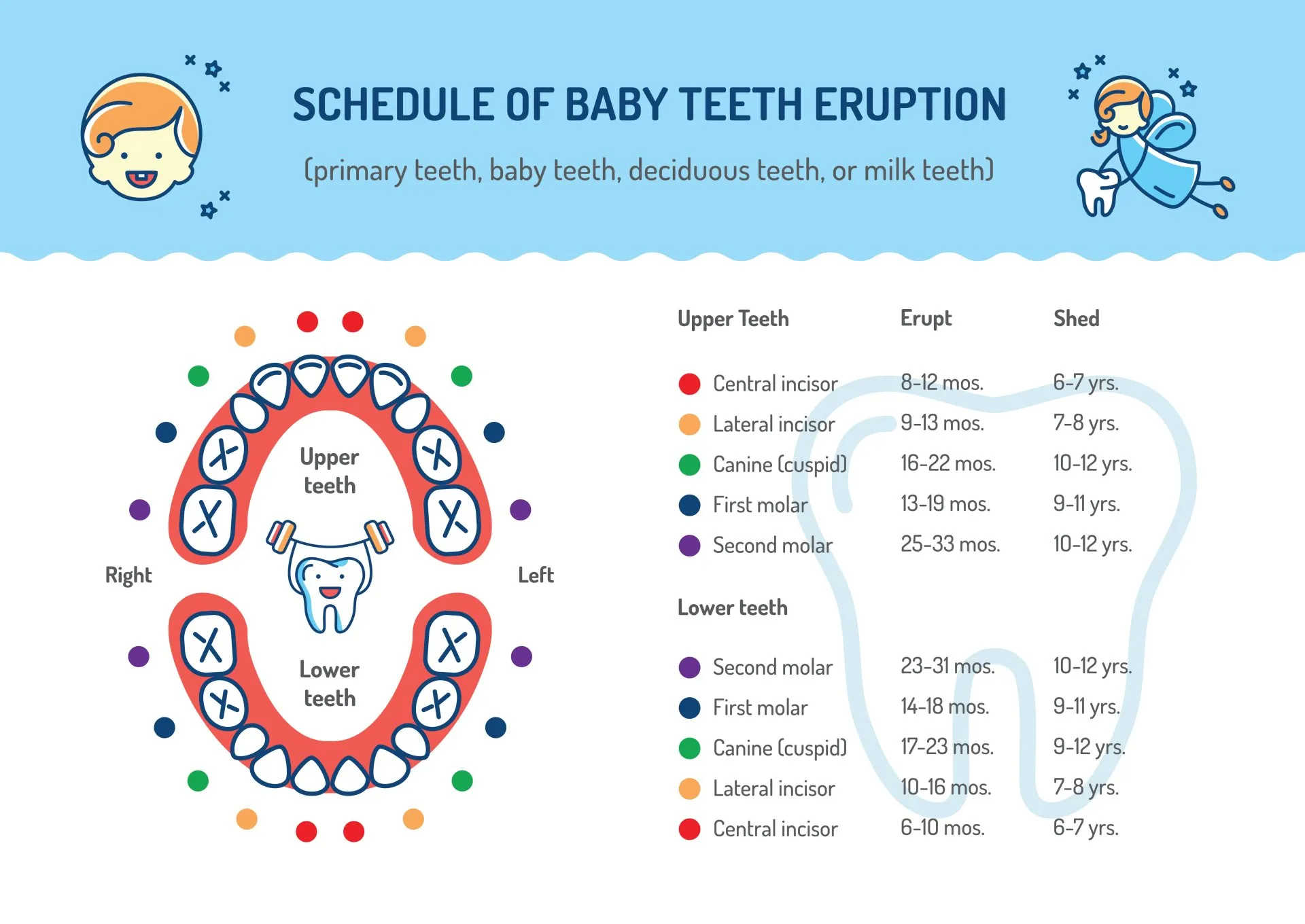 Understanding Baby Teeth